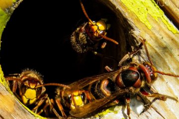 Trappole per calabroni e vespe: come realizzarle artigianalmente